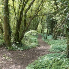 The approach to the Meon Valley Trail