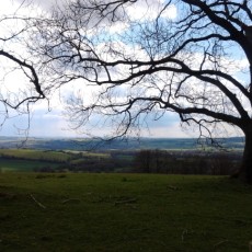 Looking over the Meon Valley