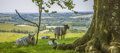 Sheep and lambs with view over valley